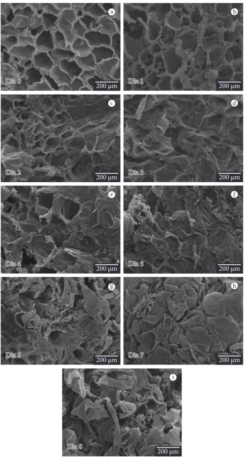 Figure 2. Scanning electron micrographs (a-i) in mesocarps of guava cv. Pedro Sato, showing the cells during ripening