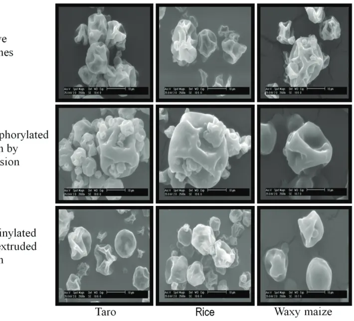 Figure 1. Microphotographs of microcapsules of orange oil prepared by spray drying with taro, rice and waxy maize modified starches (2500X).