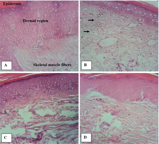 Figure 3. Histopathological examinations on carrageenan induced edema paw tissues after treatments