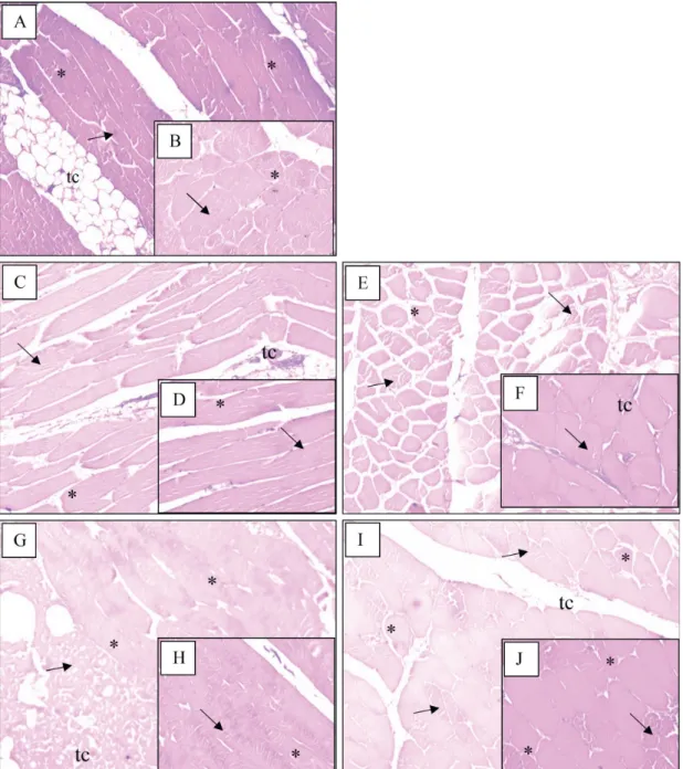 Figure 1. Cooked hams’ samples photomicrographs, with details on the right. Note: A and B – control sample (C); C and D – SF1 – sample  produced with frozen meat by slow process, without exudate; E and F – SF2 - sample produced with frozen meat by slow pro