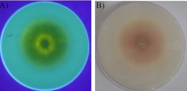 Figure 1. Example of a positive result in the culture techniques. (A) Back of a dish containing CMA medium with a colony of the isolate A