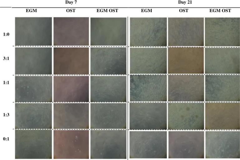 Figure 1. Optical micrographs showing the morphology of SSEA4+-hASCs OBs and SSEA4+-hASCs derived ECs in monoculture  and in co-culture, cultured in EGM, OST and EGM OST after 7 and 21 days after cell seeding