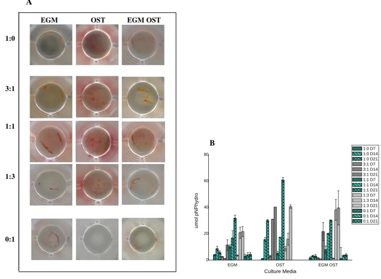 Figure 3. (A) Alkaline Phosphatase Staining at days 14 and 21 of culture in co-culture at different cell ratios – 3:1| 
