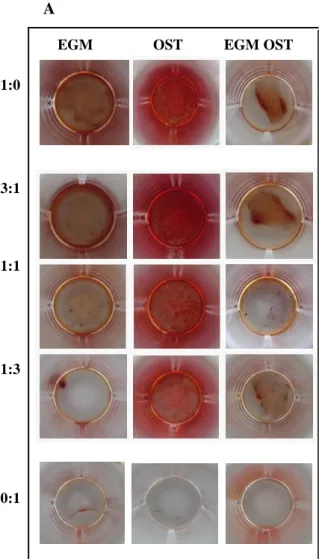 Figure  4.  (A)  Alizarin  Red  staining  results  after  21  days  of  culture,  to  perform  the  evaluation  of  calcium-rich  deposits  and  mineralization  of  the  extracellular  matrix  in  the  systems:  in  monocultures  of  SSEA4+-hASCs  committe