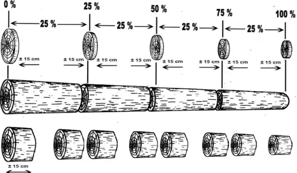 Figura 1. Método utilizado para seccionar discos e toretes da Myracrodruon urundeuva e da Leucaena leucocephala