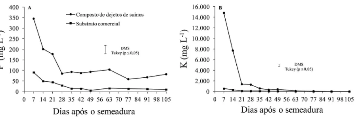 Figura 2. Concentração de P (A) e K (B) na água percolada proveniente dos tubetes durante 105 dias de produção  de mudas de cedro australiano com uso de substrato comercial; médias das 4 doses do fertilizante mineral.