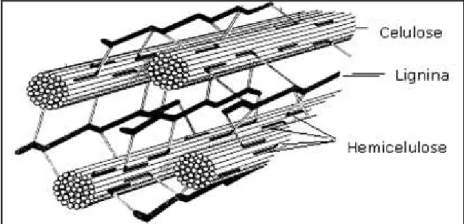 Figura 1 – Esquema estrutural simplificado das fibras do material lignocelulósico (Lee, 1997).