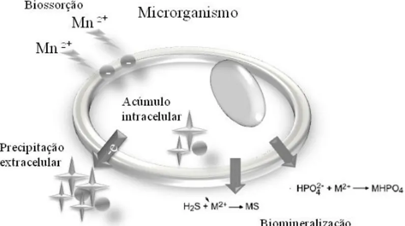 Figura 1: Mecanismos de biorremoção de manganês por microrganismos: interação do íon de  manganês  com  a  parede  celular,  ácidos,  enzimas  e  elétrons  provenientes  do  microrganismo  resultando na precipitação do manganês