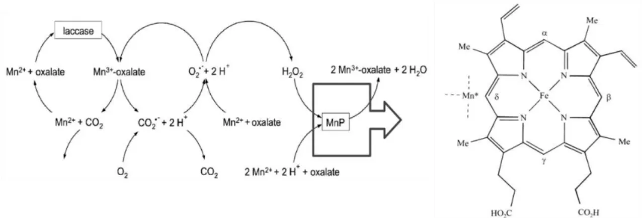 Figura 2: Sinergia entre as enzimas lacase e manganês peroxidase: Formação de Mn 3+  quelado  a um ácido orgânico, reação requer a presença de peróxido de hidrogênio, em detalhe o grupo heme  da enzima manganês peroxidase mostrando a região de interação co