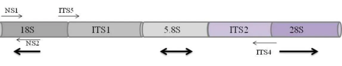 Figura 5: Posição de anelamento dos iniciadores na região ITS: Região amplificada pela reação  de PCR