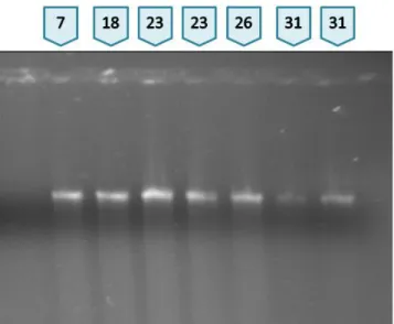 Figura  7:Análise  da  qualidade  do  DNA  genômico:  Cerca  de  5μg  de  DNA  gênomico  foram  analisados em gel de agarose 0,6%, conforme descrito em Materiais e Métodos 3.2