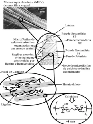 Figura 3.3: Estrutura de uma fibra vegetal. A imagem de MEV se refere a fibra  de eucalipto (Silva, 2009) 