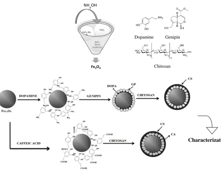 Figure 2.1 represent the main steps of this experimental work.  
