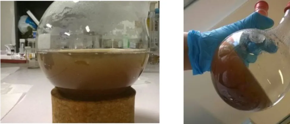 Figure 2.3 Final aspect after coating the MNPs with chitosan via CAN. 