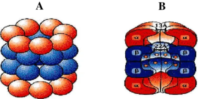 Figura  2:  Estrutura  do  proteassoma  20S.  Em  A,  encontra-se  representado  de  vermelho  os  dois  anéis  heptaméricos  constituídos  pelas  subunidades  α,  e  de  azul  os  anéis  heptaméricos  internos  contituídos  de  subunidades  β
