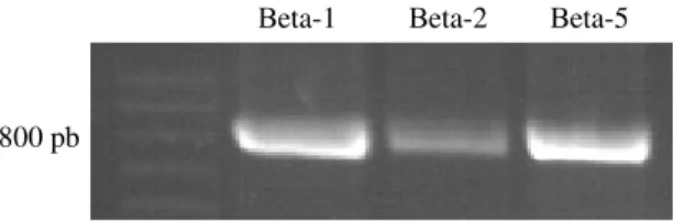 Figura  6:  Gel  de  agarose  1,2%  corado  com  brometo  de  Etídeo.  Amplificação  dos  genes  beta-1, -2 e -5, com diferentes temperaturas de anelamento (50, 51 e 49ºC, respectivamente)