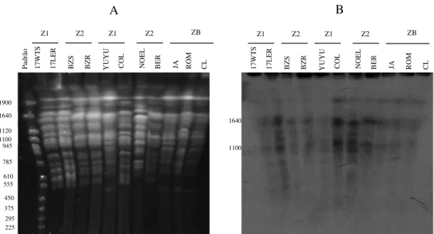 Figura  9:  Localização  cromossomal  do  gene  beta-5  em  cepas  de  T.  cruzi  com  diferentes  zimodemas e fenótipos de resistência a drogas