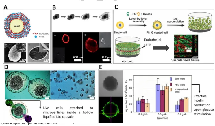 Figure 3. Examples of applications of cell encapsulation strategies using the LbL coating technology