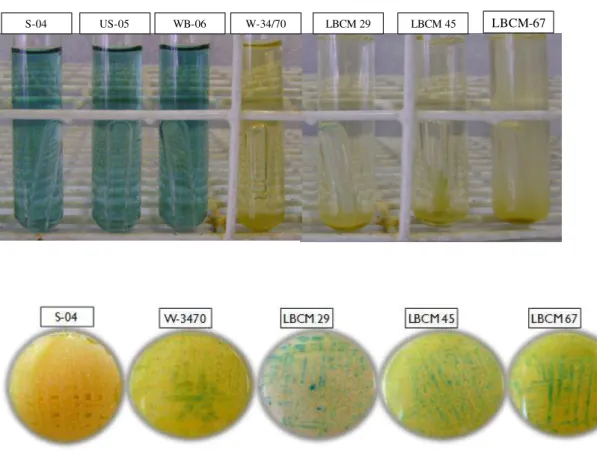 Figura  10:  Avaliação  da  fermentação  de  melobiose  (A)  e  secreção  de  melobiase  (B)  por  algumas das cepas LBCM e comerciais
