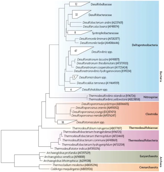 FIGURA 2-1: Árvore filogenética baseada em seqüências de DNA ribossomal descritas em bactérias  redutoras de sulfato
