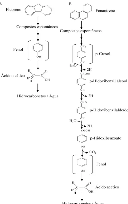 FIGURA 2-5: Rota de biodegradação proposta para (A) Fluoreno e (B) Fenantreno por BRS segundo TSAI  et al