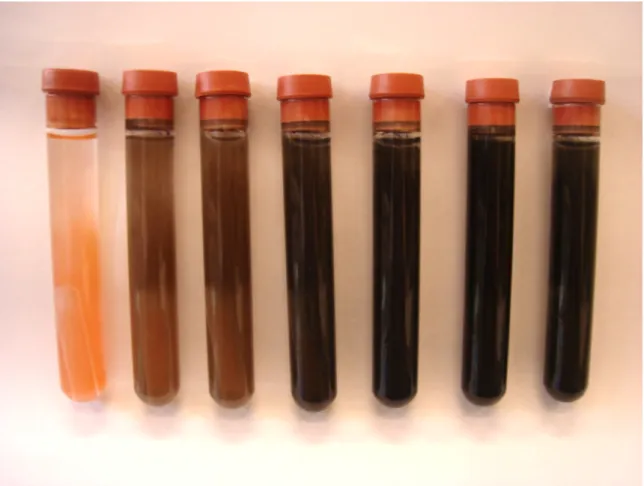 FIGURA 4-2: Isolados de BRS das amostras apresentando diferenças na redução de sulfato (visualmente) em meio  Postgate C após uma semana de incubação à 32 ºC em anaerobiose, o primeiro tubo (da esquerda para a  direita) demonstra um controle negativo.