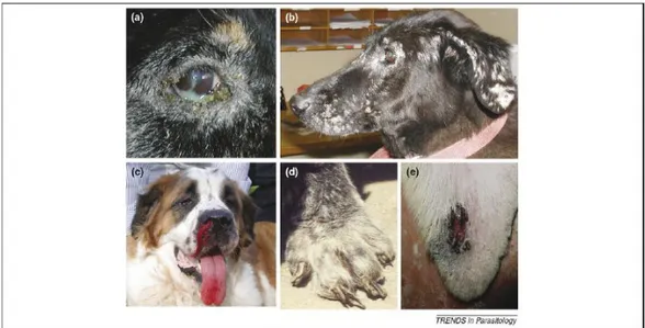 Figura 1: Manifestações clínicas de cães sintomáticos para leishmaniose: (a) ceratoconjuntivite com  dermatite periocular, (b) lesão facial da pele com dermatite exfoliativa multifocal, (c) epistasia, (d)  onicogrifose, (e) lesão de ponta de orelha (Baneth