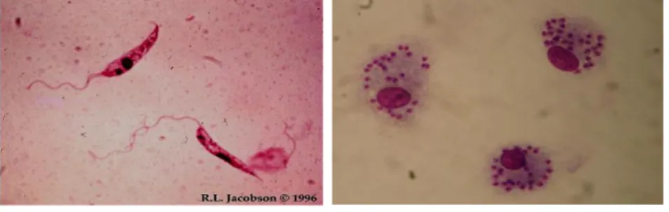 Figura 2:  Formas Leishmania spp. : promastigotas (1-A) e amastigotas (1-B).  