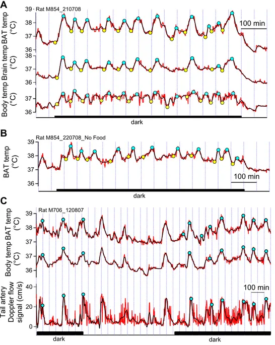 Fig. 1. (A) BAT temperature (top red trace) and brain temperature (middle red trace) and body temperature (bottom red trace) records in one rat.