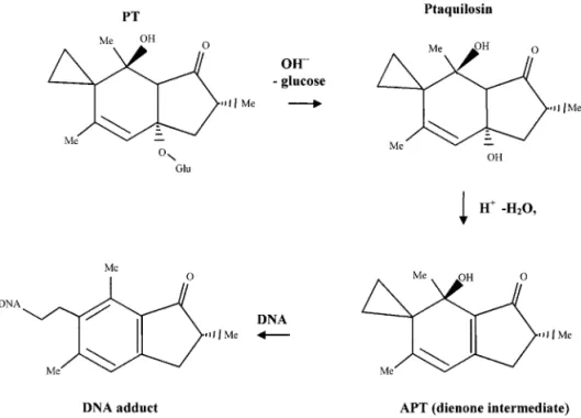 FIG. 1. Structures of ptaquiloside, ptaquilosin, activated ptaquiloside (APT), and its interaction with DNA.