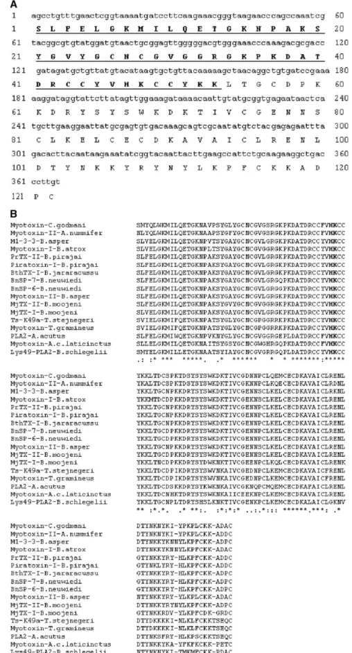 Fig. 3. Primary sequence of B. moojeni MjTX-II. (A) The cDNA and deduced amino acid sequences of B
