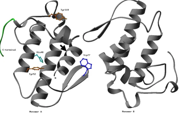 Fig. 4. Crystal structure of B. moojeni MjTX-II. The dimeric MjTX-II crystal structure (Watanabe et al., 2005) is shown as a ribbon diagram with the side chains of residues which underwent chemical modifications (Tyr52, Tyr119, His48 and Trp77) in a ball-s