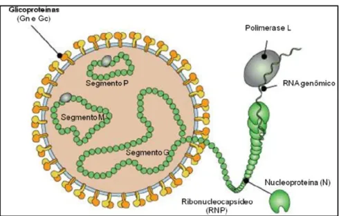 Figura  4.  Morfologia  dos  vírus  da  família  Bunyaviridae:  Desenho  esquemático  da  estrutura  dos  bunyavírus
