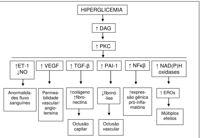 Figura  2:  Anormalidades  estruturais  e  funcionais  decorrentes  da  ativação  da  via  DAG-PKC induzida pela hiperglicemia