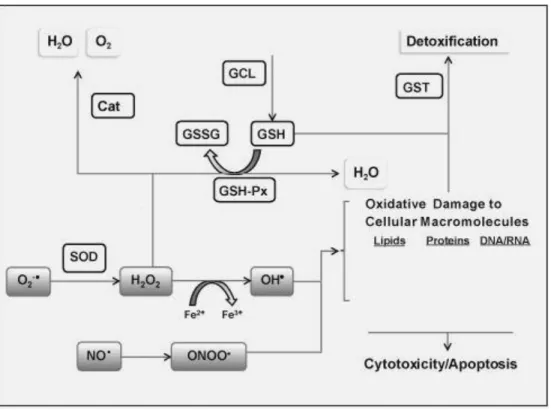 Figura 4: Mecanismos enzimáticos de defesas antioxidantes. 