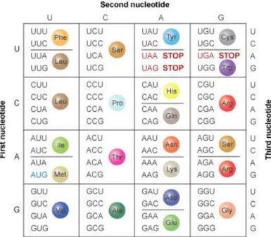 Figure  1.1  –  Standard  genetic  code.    The  genetic  code  is  composed  of  64  codons  and  each  one  is  composed of 3 nucleotides