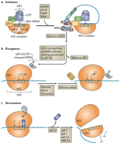Figure  1.3  -  mRNA  translation.  This  process  has  three  main  phases:  initiation  (a),  elongation  (b)  and  termination (c),  which requires a  series of specific translation factors