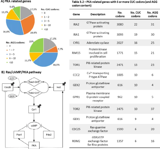 Figure 3.7 – CUC and AGG codon distribution over the PKA related genes group (A) and a schematic of  the Ras/cAMP/PKA pathway (B) (adapted from Pescini et al., 2012)