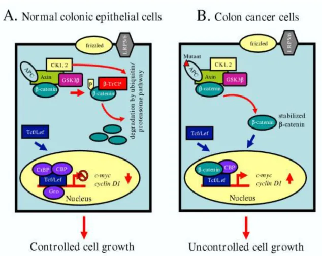 Figura 03: Modelo da via sinalizadora Wnt. (A) Retrata a regulação diminuída da ativação transcricional  da β-catenina  em células epiteliais  normais do cólon