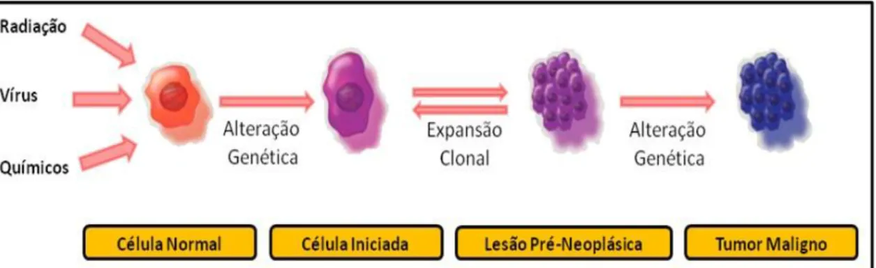Figura 04: Esquema de acumulação de alterações genéticas em células susceptíveis. 