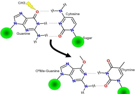 Figura 06: Modelo da metilação do oxigênio ligado ao carbono seis da guanina causado pela DMH