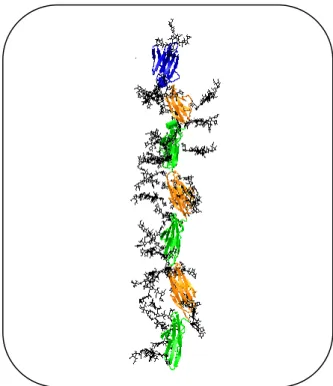 Figura 07: Modelo estrutural para o antígeno carcinoembrionário.  