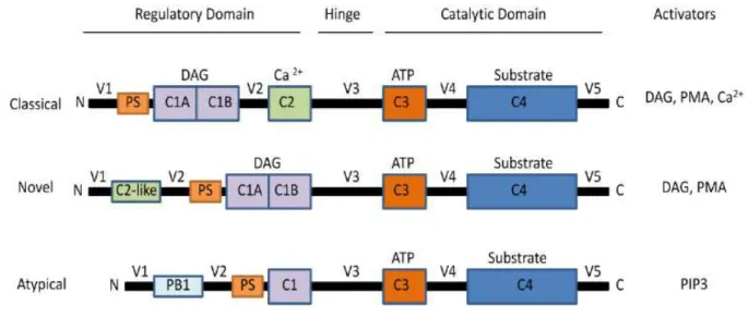 Figura 1: Sequência esquemática das isoenzimas de PKC indicando o domínio estrutural das subfamílias  e seus respectivos ativadores