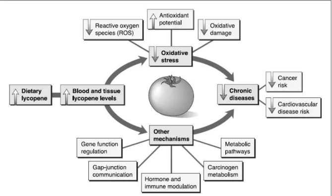 Figura  4:  Mecanismos  propostos  para  o  papel  do  licopeno  na  prevenção  de  doenças  crônicas