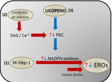 Figura  11:  Hipótese  de  atuação  do  licopeno  em  células  da  linhagem  de  hepatocarcinoma  SK-Hep-1