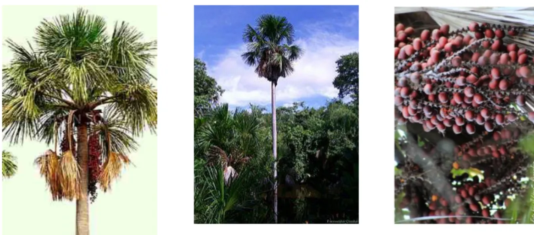 Figura 1: Palmeira Mauritia flexuosa L. 