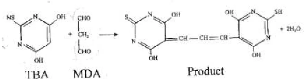 Figura 10: Reação do ácido tiobarbitúrico com malondialdeído para produzir um produto  final com coloração detectada na absorbância de 532 nm