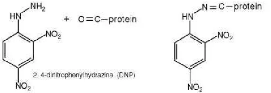 Figura 11: Reação do DNPH com uma proteína carbonilada gerando um produto final  com coloração detectada na absorbância de 370nm