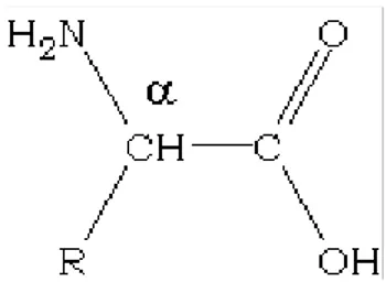Figura 1.1: Estrutura básica de um α-aminoácido.