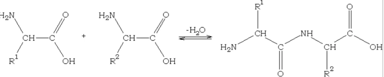 Figura 1.3: Reacção de desidratação de dois aminoácidos formando um dipeptídeo.